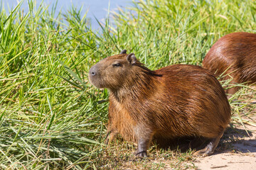 Capybara