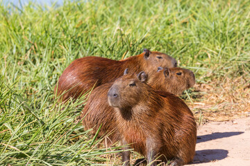 Capybara