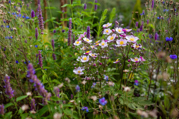 Japanese anemone flowers in summer garden. Pink anemone japonica blooming by purple agastache