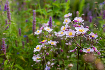 Japanese anemone flowers in summer garden. Pink anemone japonica blooming by purple agastache