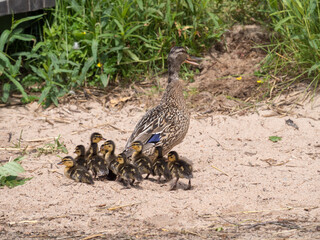duck with ducklings in summer