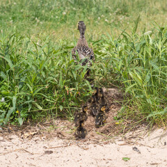 duck with ducklings