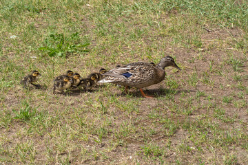 duck with ducklings on the ground