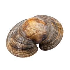 seashell isolated on white