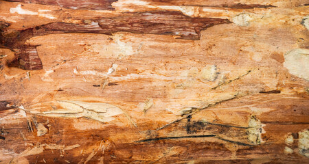 Wooden log side view, background texture