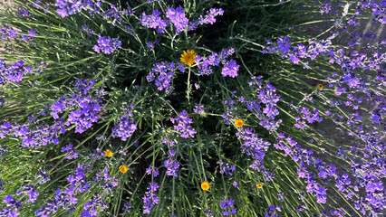 Obraz premium Spring lavender flowers under sunlight. Lilac flowers close up. Beautiful landscape of nature with a panoramic view. Hi spring. long banner