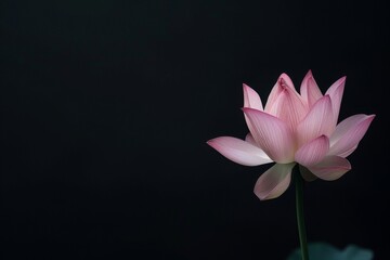 A single pink lotus flower with delicate petals blooms against a dark background.
