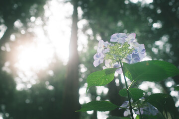 神々しい光を浴びる紫陽花②