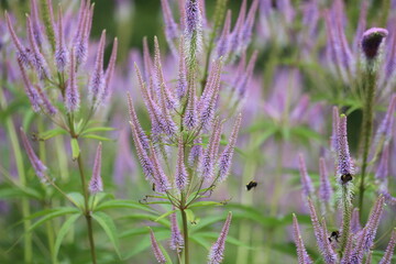 Veronica longifolia known as garden speedwell or longleaf speedwell.