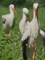 White storks