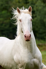 Perlino lusitano stallion portrait