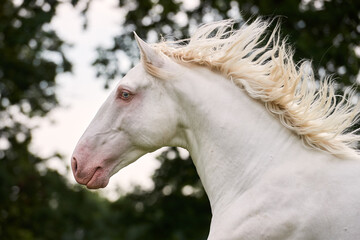 Perlino lusitano stallion portrait