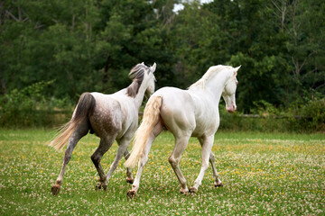 Couple of grey horses trotting in a field