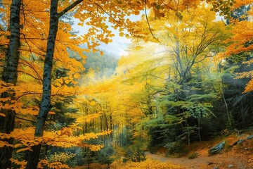 Amazing two colors of autumn season in wild forest, yellow and green leaves on trees