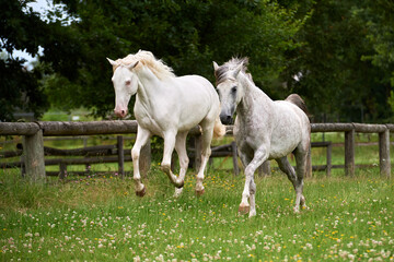 Obraz premium Couple of grey horses running in a field