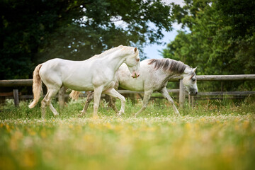 Couple of grey horses trotting in a field