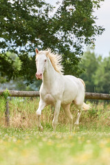 Perlino lusitano stallion trotting in a field