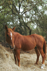 Obraz premium horse profile looking away