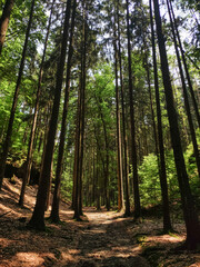 A path winds through a dense forest, sunlight filtering through the tall trees