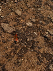 A European peacock butterfly resting on a dirt path