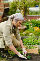 Side view of mature farmer in workwear and gloves replanting strawberry seedlings in the garden while sitting by flowerbed