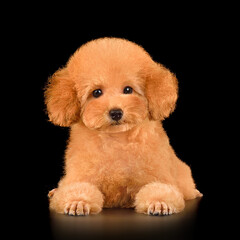 Funny puppy of red toy poodle