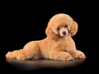 Apricot toy poodle