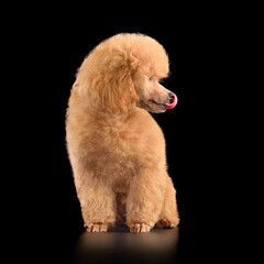 Apricot toy poodle puppy