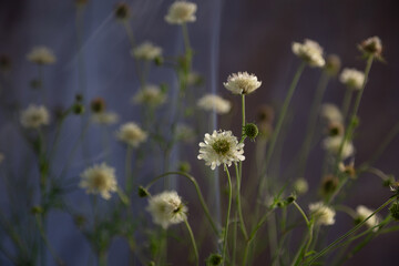 background of white meadow cornflowers