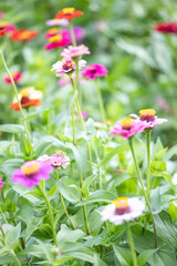 Beautiful Zinnias