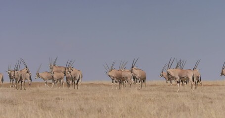 Extreme wide pan shot of East African oryxes (Oryx beisa) staying on high alert across the savannah during the morning in Kenya.