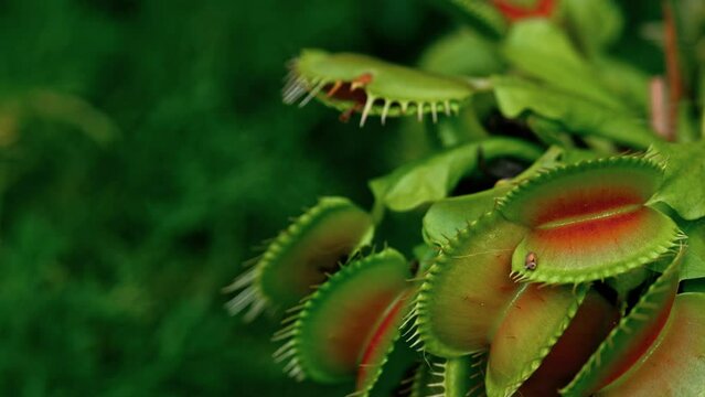 Video captures of the Venus flytrap in close-up macro, isolated with copy space. Venus flytrap eats a fly