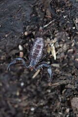 scorpione,Alpiscorpius delta,