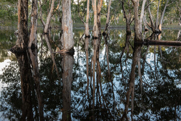 Weeping paperbark tree in flooded water