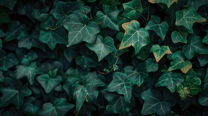 Background of ivy leaves in green hues