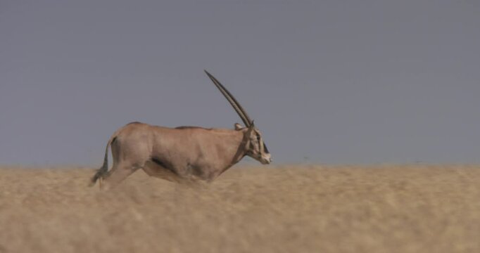Wide pan shot of an East African oryx (Oryx beisa) galloping across the savannah grasslands during the morning in Kenya.