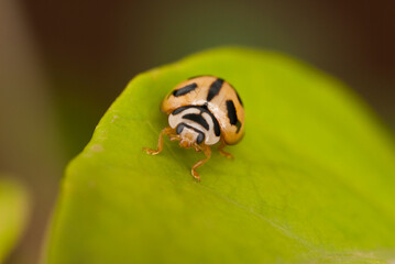 Green black spotted Ladybug or Ladybird beetle on green leaf, India.