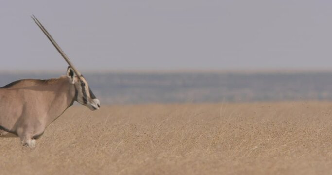 Wide shot of an East African oryx (Oryx beisa) walking across savannah grasslands during the evening in Kenya.