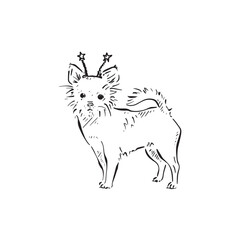 A chihuahua illustration. The chihuahua dog wears beanie bopper head band. Drawn by hand in a sketch style.