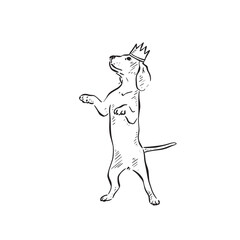 A hound standing on its bak legs wearing a crown. Line drawing in black and white, drawn by hand.