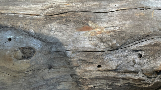 Macro photo of the crown of the tree. background is a tree