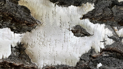 Macro photo of birch bark