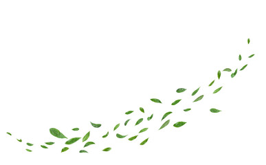 Green leaves flying in the air isolated on white background.