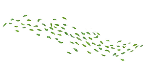 Green leaves flying in the air isolated on white background.