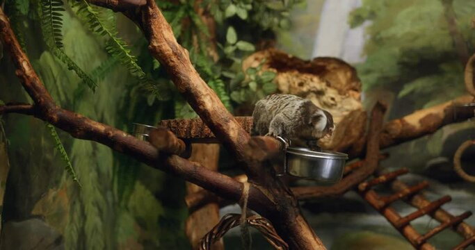 Small monkeys of the Igrunka breed in a zoo cage on a tree branch against the background of an artificial painted forest. Little monkeys are locked up without sunlight. Animal cruelty. High quality 4k