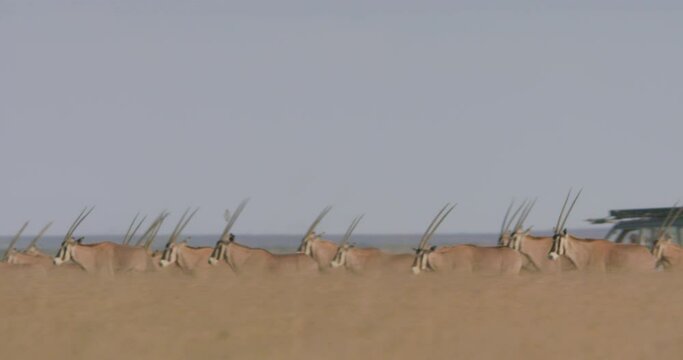 Extreme wide shot of East African oryxes (Oryx beisa) racing each other next to a filming vehicle during the evening in Kenya