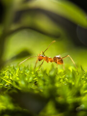 red ant on green leaf exploring Green Moss