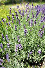 Obraz premium Gardens with the flourishing lavender 