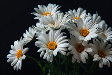 Obraz premium A bouquet of fresh white daisies with yellow centers against a black background symbolizing simplicity and natural beauty