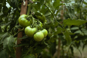 Closeup of cluster of ripe red plum tomatoes in green foliage on bush. Growing of vegetables in greenhouse. High quality FullHD footage. High quality 